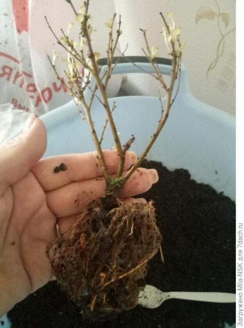 Что делать с саженцами полученными по почте. О пересадке полученных саженцев