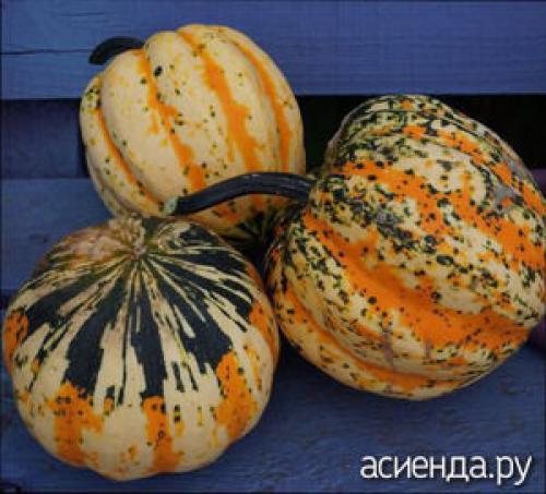 Все сорта тыквы. Мускатные тыквы 11