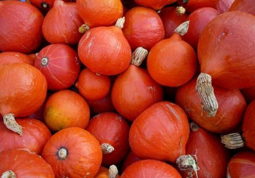 Все сорта тыквы. Мускатные тыквы 04