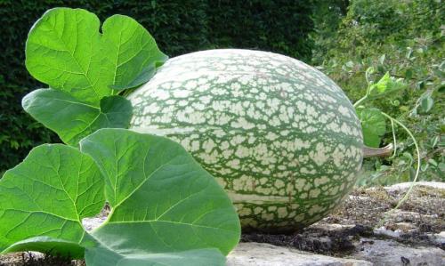 Все сорта тыквы. Мускатные тыквы 05