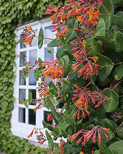 Уход за каприфолью осенью. Посадка в открытый грунт