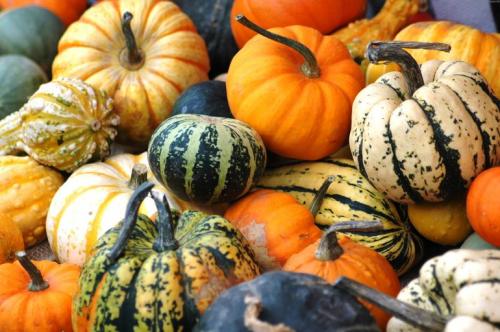 Все сорта тыквы. Мускатные тыквы 10