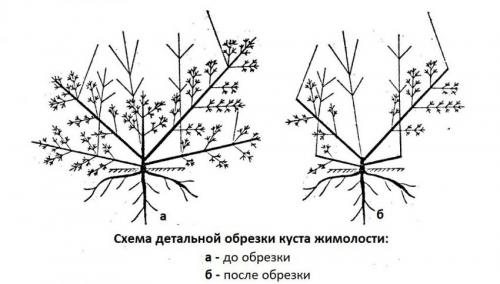 Уход за садовой жимолостью осенью. Этапы ухода за жимолостью осенью для подготовки к зиме 06 Уход за садовой жимолостью осенью. Этапы ухода за жимолостью осенью для подготовки к зиме 06