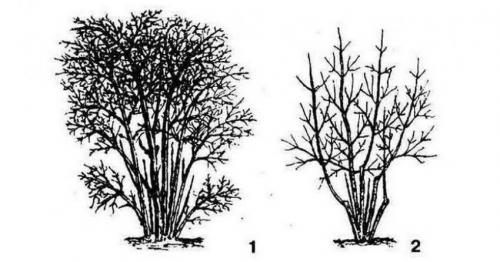 Уход за садовой жимолостью осенью. Этапы ухода за жимолостью осенью для подготовки к зиме 05