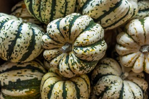 Мелкоплодные сорта тыквы. Мелкоплодные (съедобные) сорта тыквы