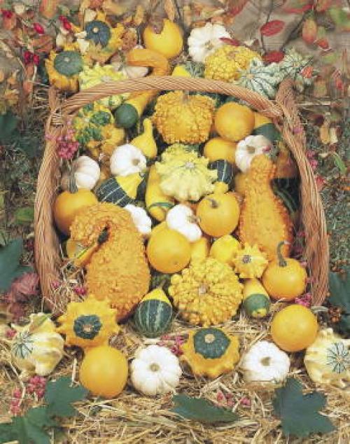 Мелкоплодные сорта тыквы. Мелкоплодные (съедобные) сорта тыквы