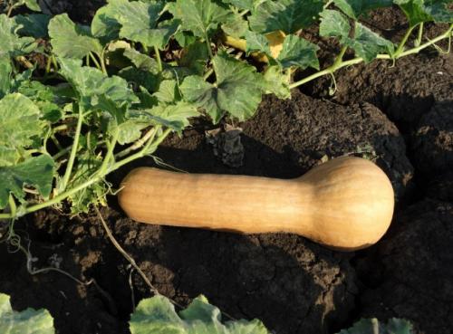 Все сорта тыквы. Мускатные тыквы 03