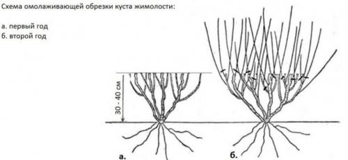 Уход за садовой жимолостью осенью. Этапы ухода за жимолостью осенью для подготовки к зиме 07