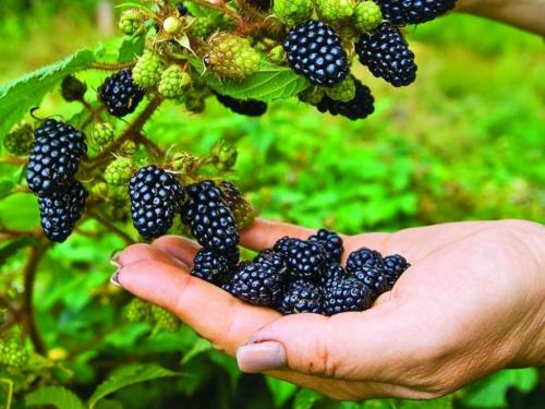 Уход за ежевикой осенью. Как ухаживать за ежевикой осенью: какие важные моменты учесть?