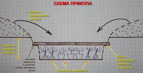 Как сделать прикоп для саженцев. Как сделать прикоп, чтобы сохранить в нём саженцы до весны