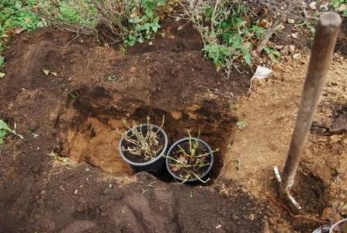 Как сделать прикоп для саженцев. Как сделать прикоп, чтобы сохранить в нём саженцы до весны