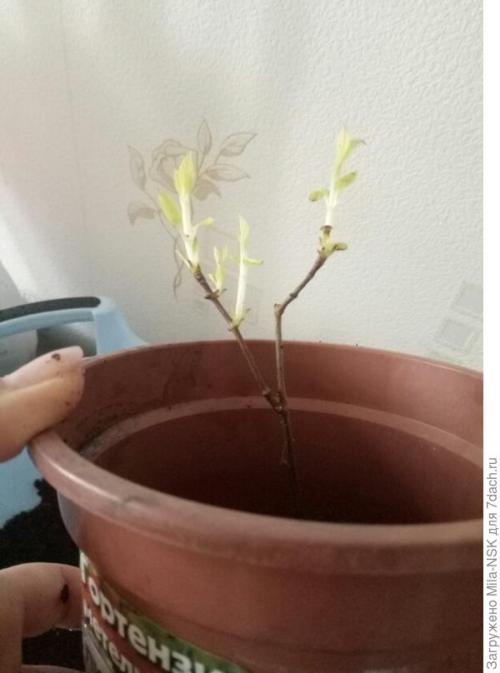 Что делать с саженцами после покупки. О пересадке полученных саженцев