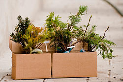 Что делать с саженцами полученными по почте. Как мы готовим саженцы для почтовой пересылки.