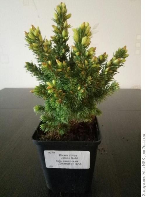 Что делать с саженцами после покупки. О пересадке полученных саженцев