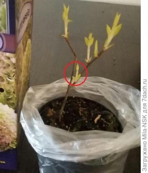 Что делать с саженцами после покупки. О пересадке полученных саженцев