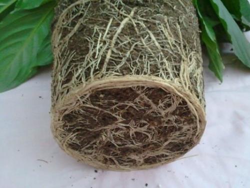 Как сохранить саженцы смородины до посадки. Посадка красной смородины