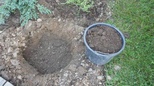 Как сохранить саженцы смородины до посадки. Посадка красной смородины