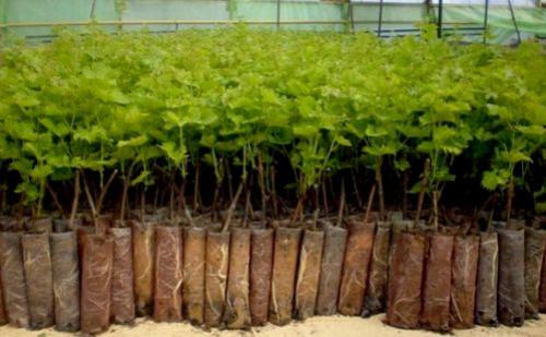 Как сохранить саженцы смородины до посадки. Посадка красной смородины