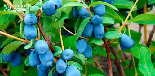 Как сохранить саженцы до весенней посадки. Как хранить саженцы с открытой и закрытой корневой системой 03