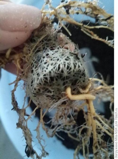 Что делать с саженцами после покупки. О пересадке полученных саженцев