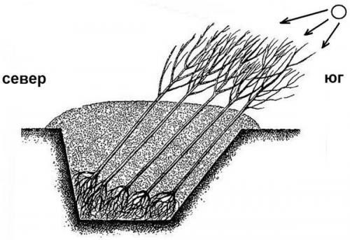 Как сделать прикоп для саженцев. Как сделать прикоп, чтобы сохранить в нём саженцы до весны
