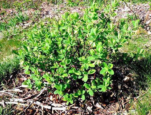 Жимолость уход осенью. Уход за жимолостью осенью