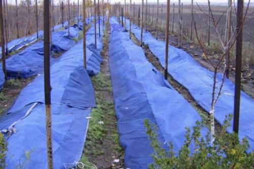 Как укрыть ежемалину на зиму в Сибири и в Подмосковье