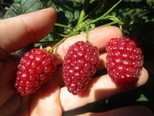 Как укрыть ежемалину на зиму. Когда и как укрывать ежемалины на зиму