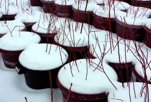 Нужно ли укрывать голубику на зиму. Предыстория. Зачем укрывают голубику на зиму и почему не укрывают