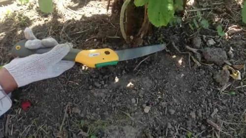 Как прикопать саженцы малины на зиму. Прикопка малины на зиму