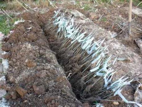 Прикоп саженцев плодовых деревьев. Как прикопать саженцы на зиму, чтобы они не вымерзли до весны 03 Прикоп саженцев плодовых деревьев. Как прикопать саженцы на зиму, чтобы они не вымерзли до весны 03