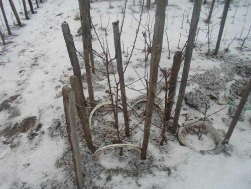 Прикоп саженцев плодовых деревьев. Как прикопать саженцы на зиму, чтобы они не вымерзли до весны 04 Прикоп саженцев плодовых деревьев. Как прикопать саженцы на зиму, чтобы они не вымерзли до весны 04