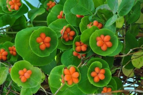 Жимолость Каприфоль подготовка к зиме. Как выглядит жимолость Каприфоль