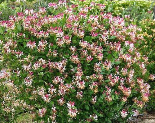 Жимолость декоративная уход осенью. Жимолость — правильный уход и обрезка