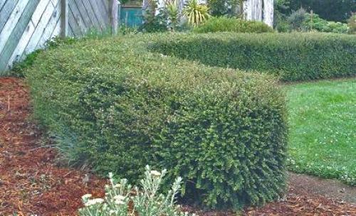 Жимолость декоративная уход осенью. Жимолость — правильный уход и обрезка