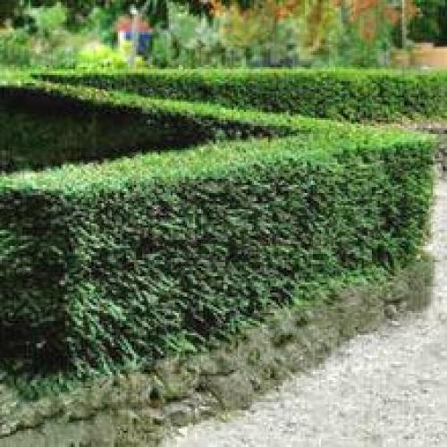 Жимолость декоративная уход осенью. Жимолость — правильный уход и обрезка