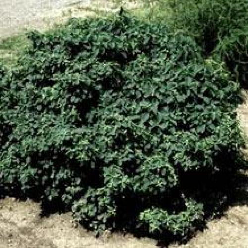 Жимолость декоративная уход осенью. Жимолость — правильный уход и обрезка