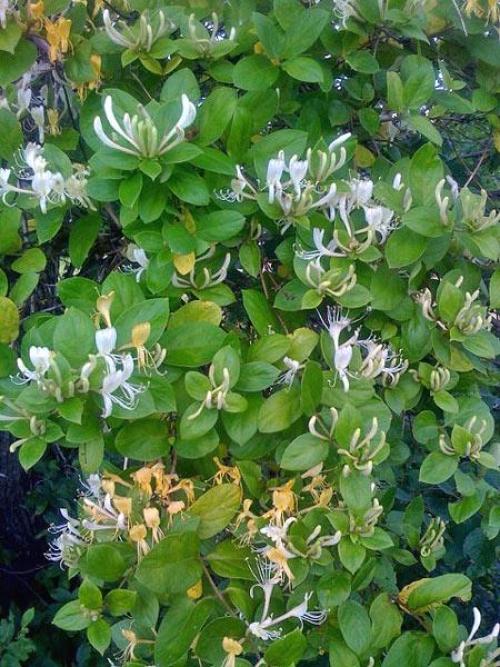 Жимолость декоративная уход осенью. Жимолость — правильный уход и обрезка