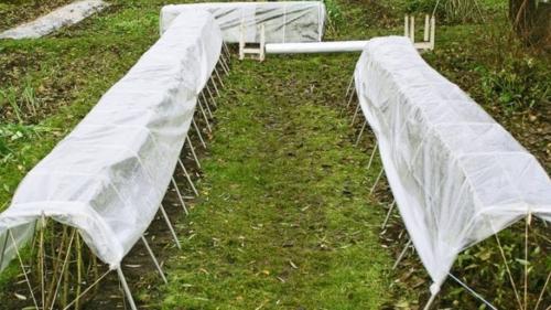 Уход за ежевикой осенью. Как ухаживать за ежевикой осенью: какие важные моменты учесть?