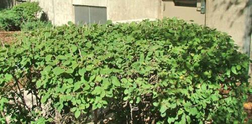 Жимолость декоративная уход осенью. Жимолость — правильный уход и обрезка