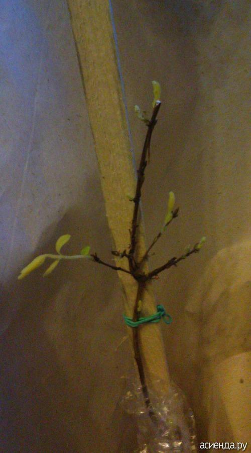 Как сохранить саженцы жимолости до посадки. Жимолость, как сохранить саженцы.