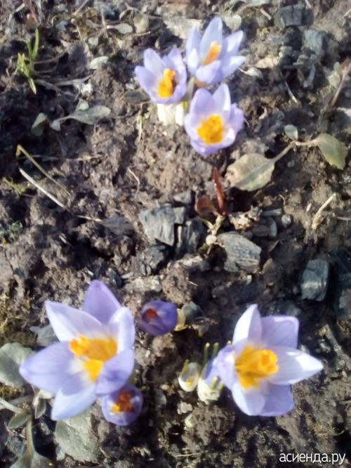 Как сохранить саженцы жимолости до посадки. Жимолость, как сохранить саженцы.