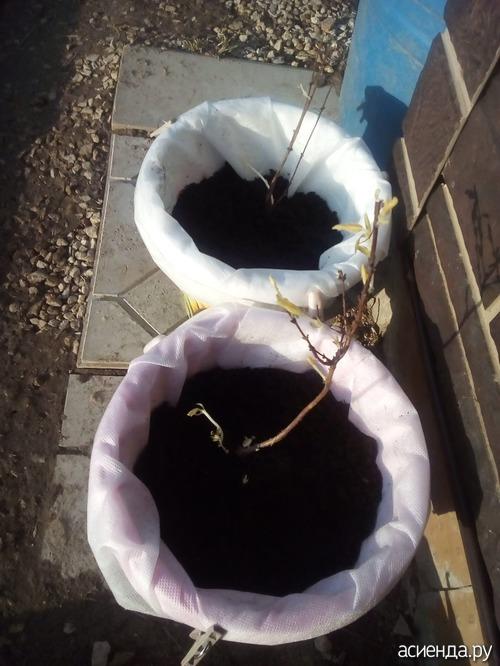 Как сохранить саженцы жимолости до посадки. Жимолость, как сохранить саженцы.