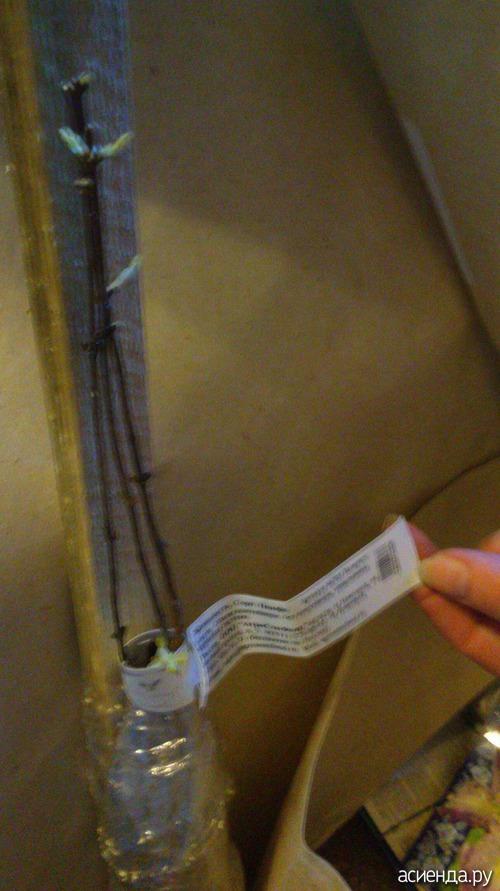 Как сохранить саженцы жимолости до посадки. Жимолость, как сохранить саженцы.