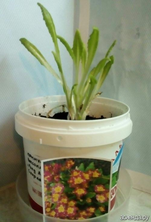 Как сохранить саженцы жимолости до посадки. Жимолость, как сохранить саженцы.