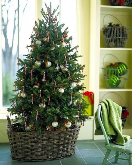 Как сохранить саженцы можжевельника до весны. Правила подбора новогодних деревьев