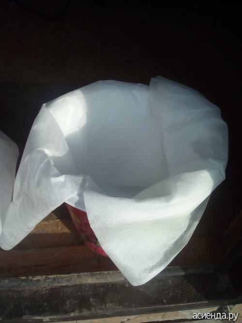 Как сохранить саженцы жимолости до посадки. Жимолость, как сохранить саженцы.