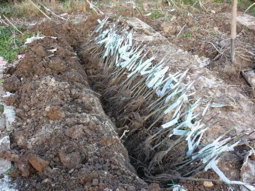 Как прикопать саженцы малины на зиму. Лучший способ сохранить саженцы до весны —, как прикопать малину осенью