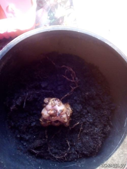 Как сохранить саженцы жимолости до посадки. Жимолость, как сохранить саженцы.