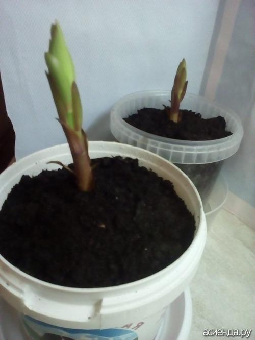 Как сохранить саженцы жимолости до посадки. Жимолость, как сохранить саженцы.